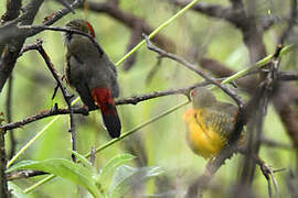 Orange-breasted Waxbill