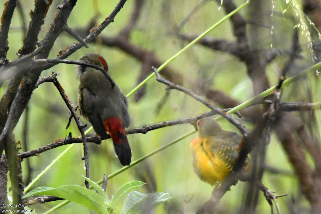 Orange-breasted Waxbill