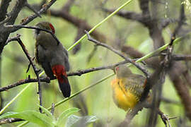 Orange-breasted Waxbill