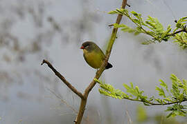 Orange-breasted Waxbill