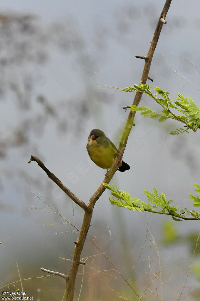 Bengali zébré