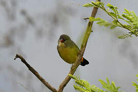 Orange-breasted Waxbill