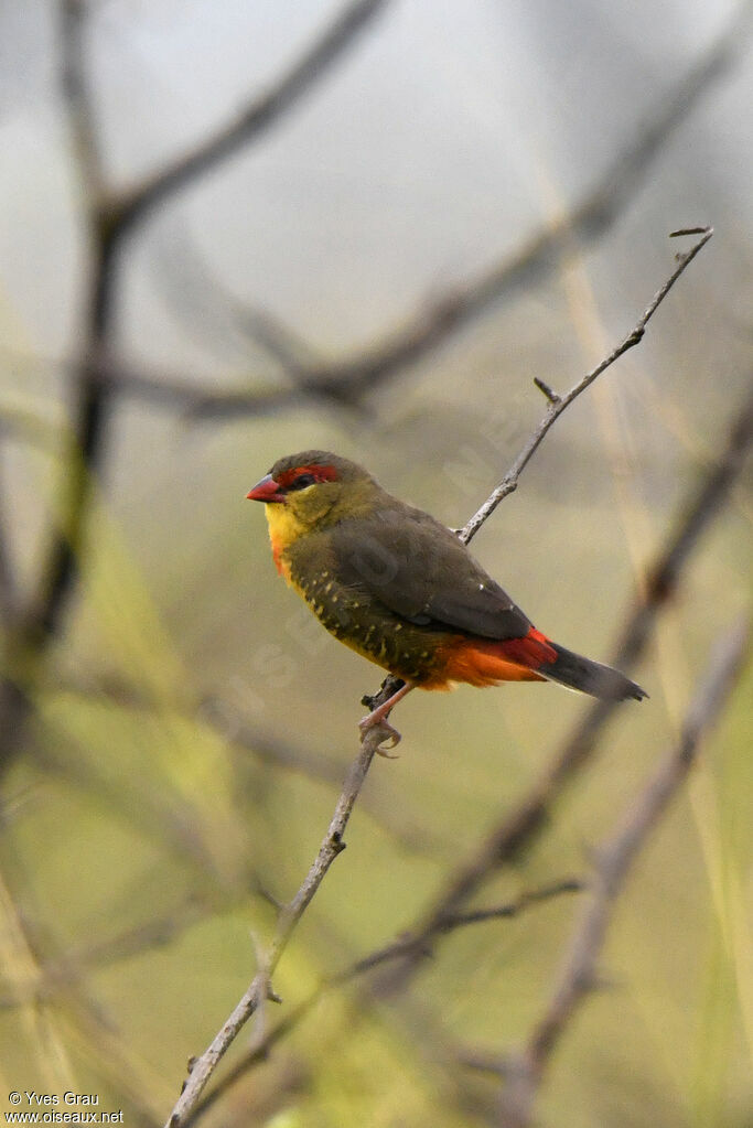 Orange-breasted Waxbill