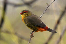 Orange-breasted Waxbill