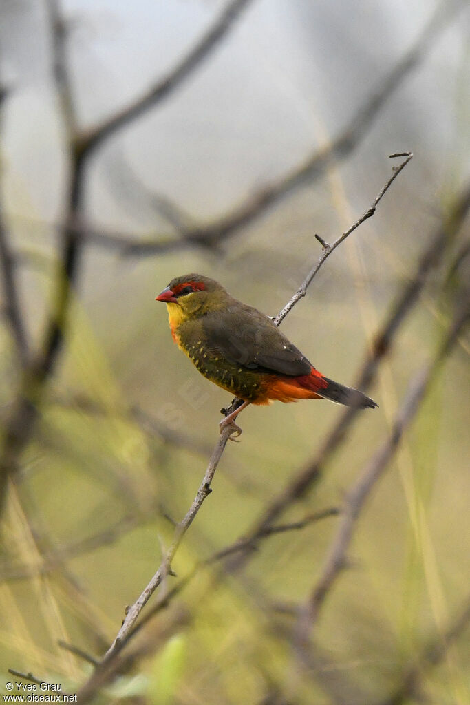 Orange-breasted Waxbill