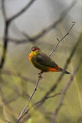 Orange-breasted Waxbill