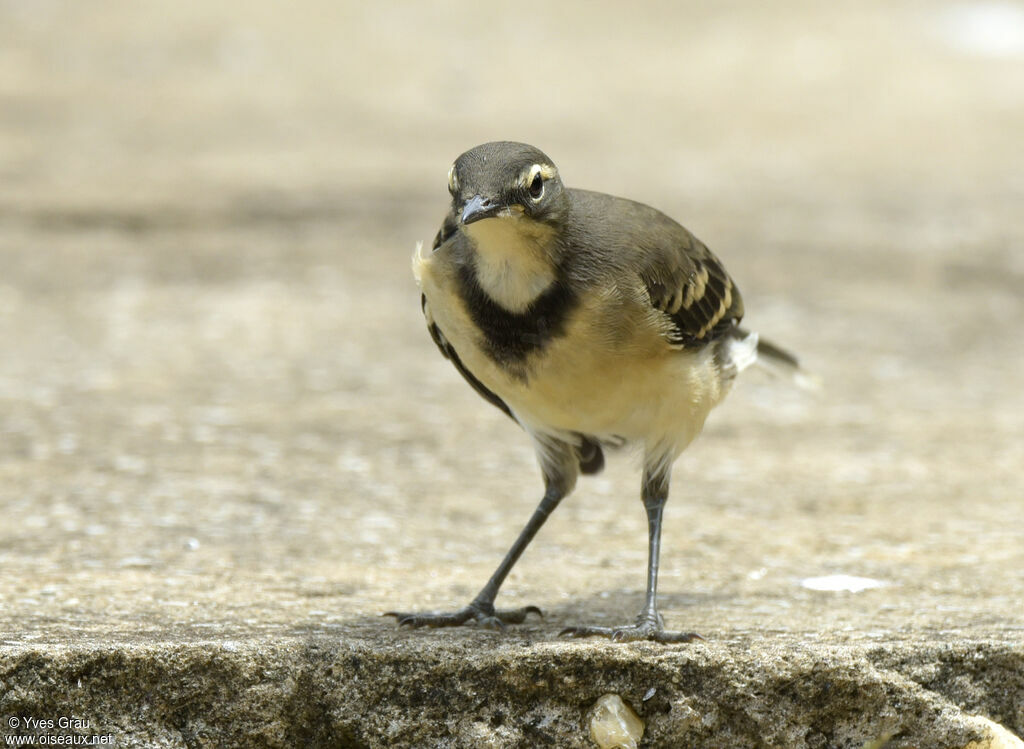 Cape Wagtail