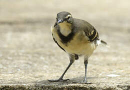 Cape Wagtail