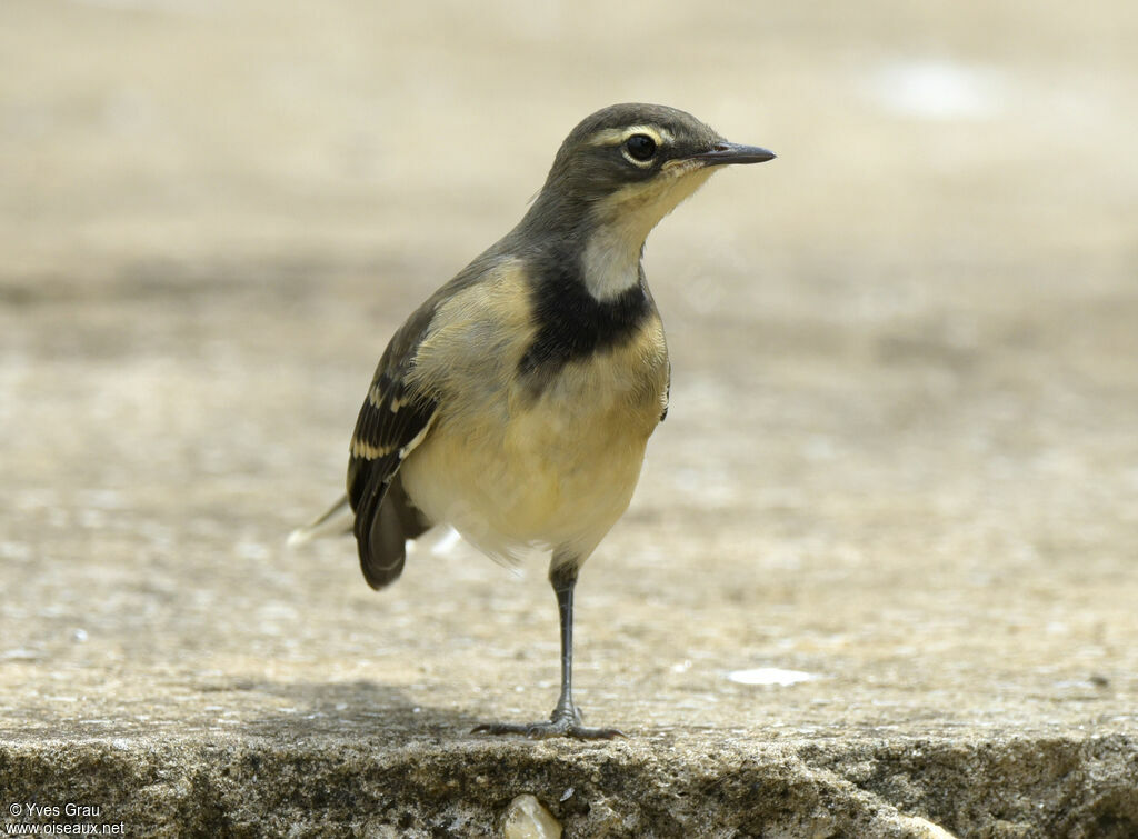 Cape Wagtail