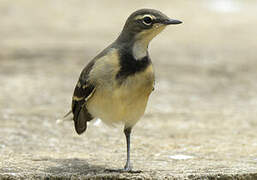 Cape Wagtail