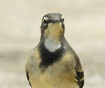 Cape Wagtail