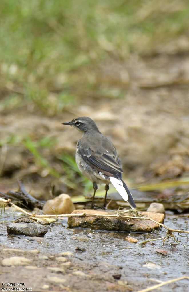 Cape Wagtail