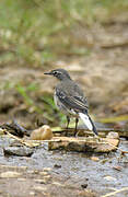 Cape Wagtail