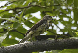 Cape Wagtail