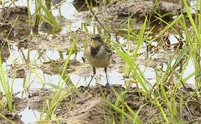 Cape Wagtail