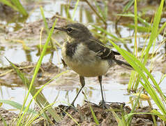 Cape Wagtail