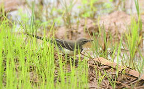 Cape Wagtail