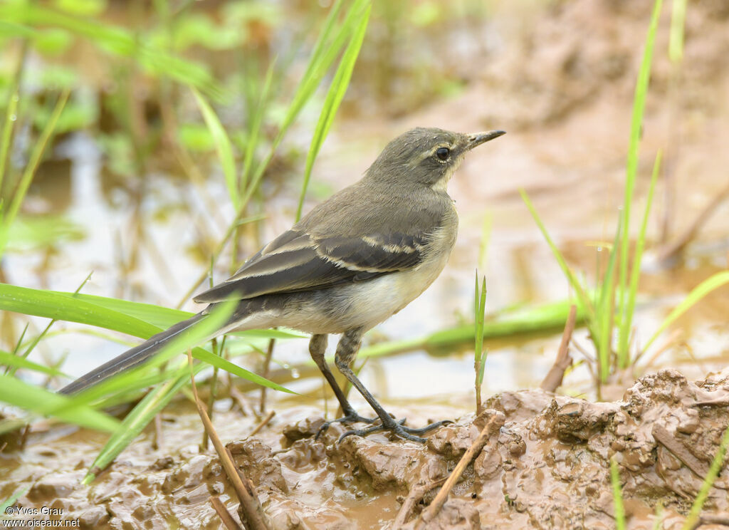 Cape Wagtail