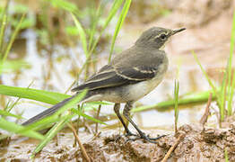 Cape Wagtail