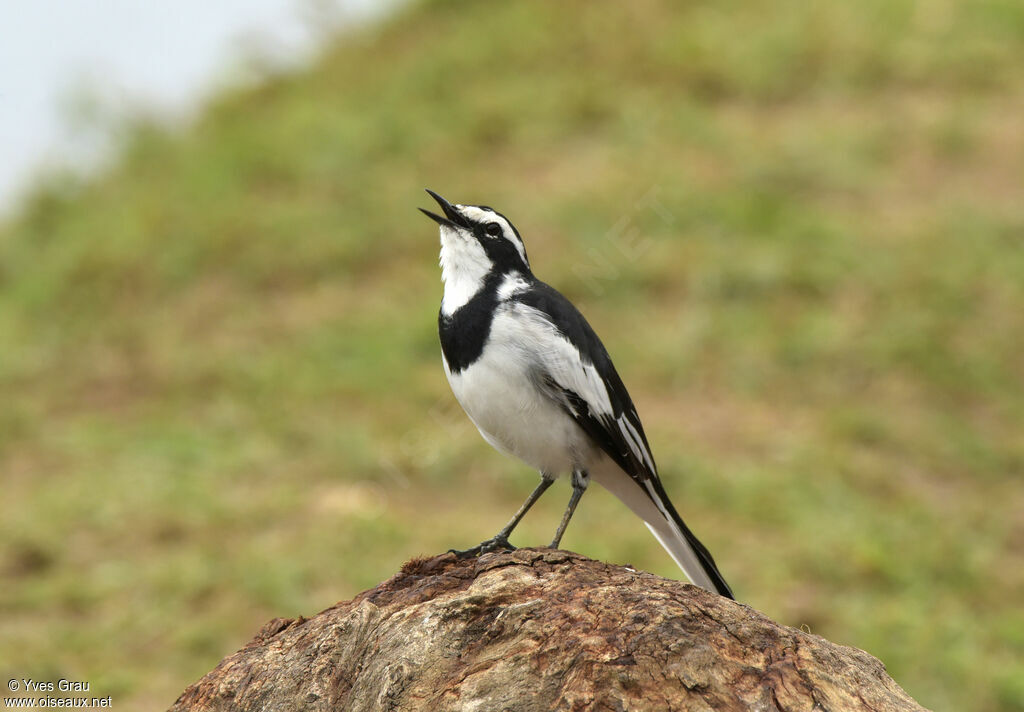 African Pied Wagtail