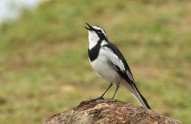 African Pied Wagtail