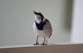 African Pied Wagtail