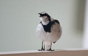 African Pied Wagtail