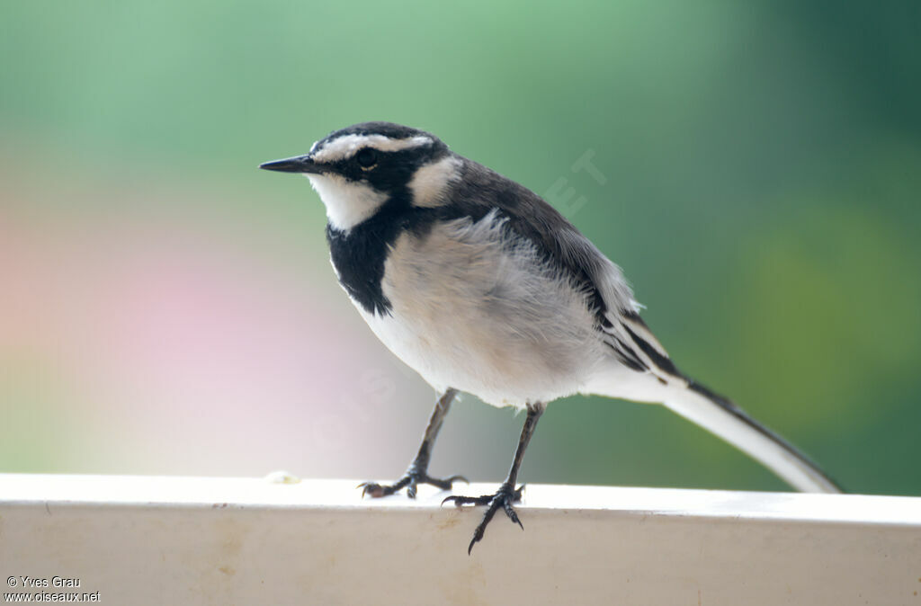 African Pied Wagtail