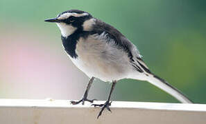 African Pied Wagtail