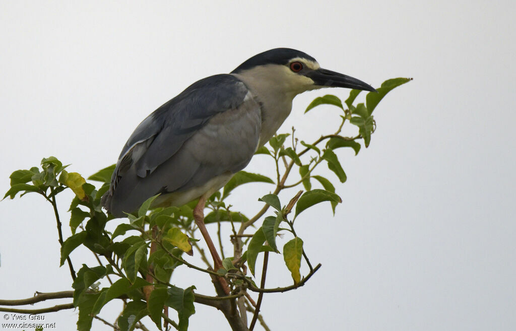 Black-crowned Night Heron