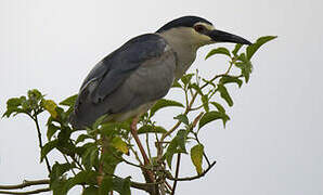 Black-crowned Night Heron