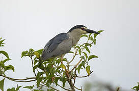 Black-crowned Night Heron