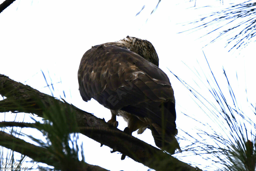 European Honey Buzzard