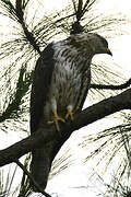 European Honey Buzzard