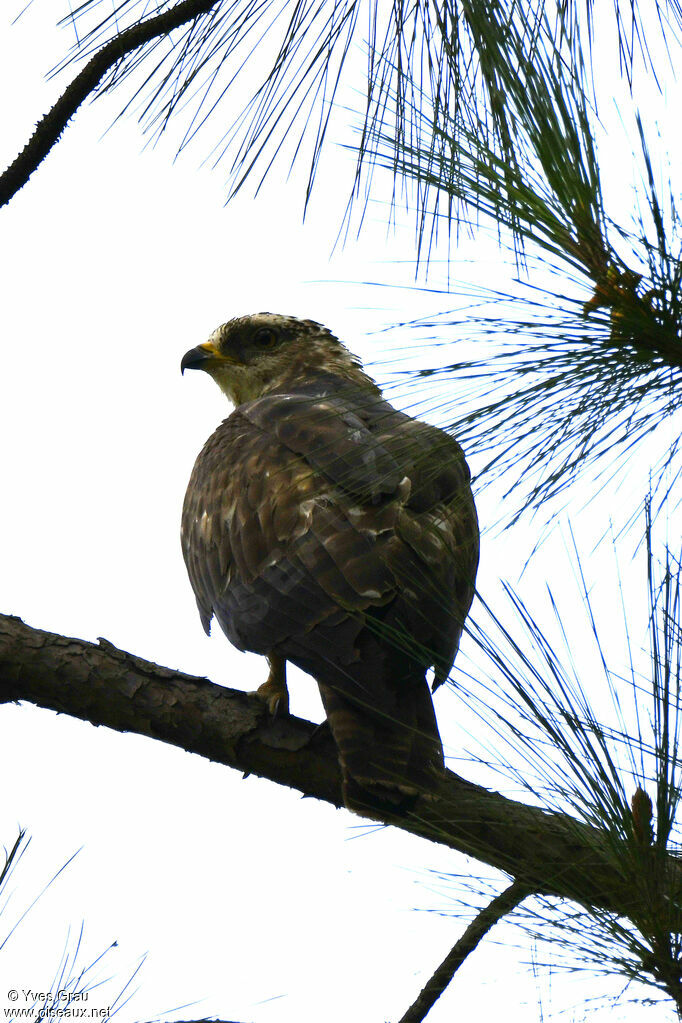 European Honey Buzzard