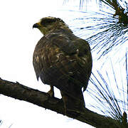 European Honey Buzzard