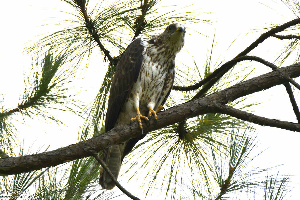 European Honey Buzzard