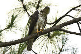 European Honey Buzzard