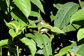 Cinnamon Bracken Warbler