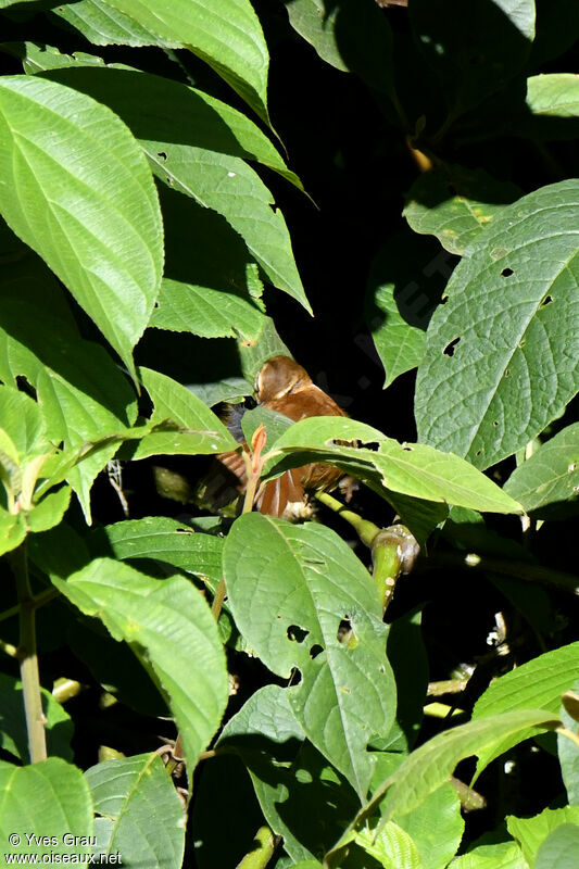 Cinnamon Bracken Warbler