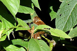 Cinnamon Bracken Warbler