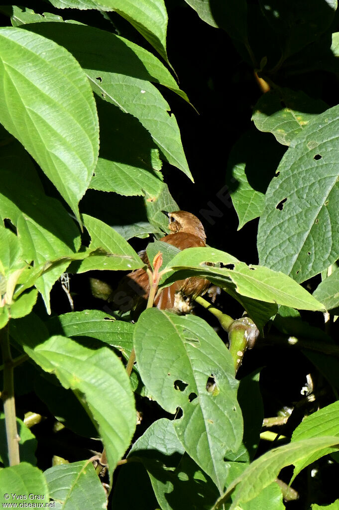 Cinnamon Bracken Warbler