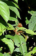 Cinnamon Bracken Warbler