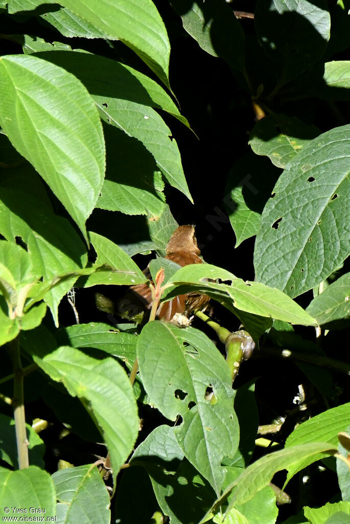 Cinnamon Bracken Warbler