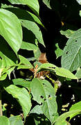 Cinnamon Bracken Warbler