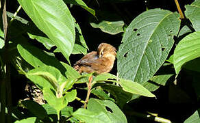 Cinnamon Bracken Warbler