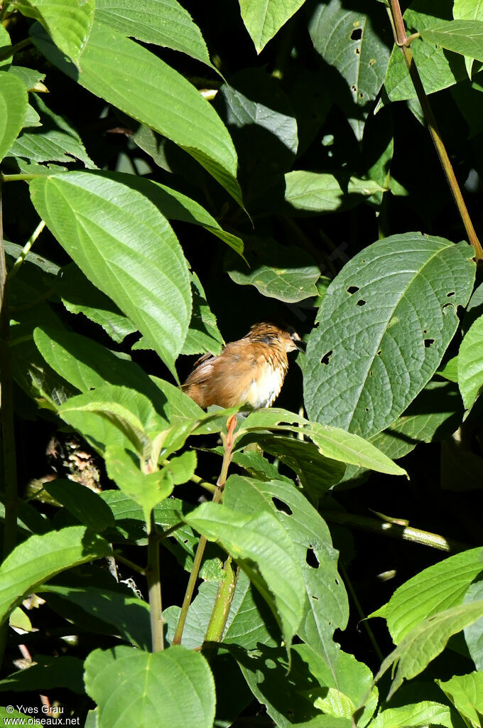 Cinnamon Bracken Warbler