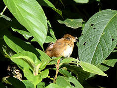 Cinnamon Bracken Warbler