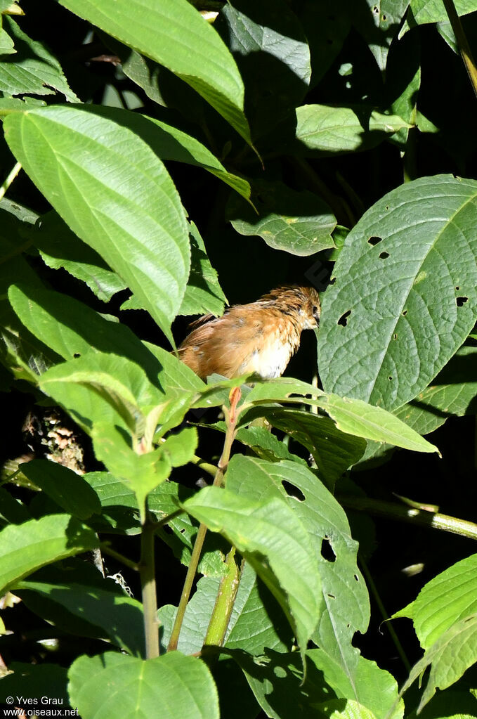 Cinnamon Bracken Warbler