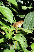 Cinnamon Bracken Warbler